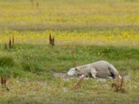 Ovis aries aries Knösen, Falsterbohalvön, Vellinge, Skåne, Sweden 20160729_0144