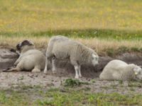 Ovis aries aries Knösen, Falsterbohalvön, Vellinge, Skåne, Sweden 20160729_0145