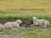 Ovis aries aries Knösen, Falsterbohalvön, Vellinge, Skåne, Sweden 20160729_0146