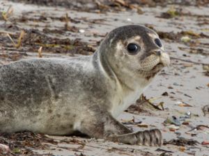 Phoca vitulina - Harbour Seal - Knubbsäl