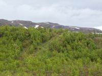 Rangifer tarandus Nordkalottenleden Baktajavri-Pålnostugan-Boarrasacohkka, Kiruna, Torne lappmark, Lappland, Sweden 20150708_0845