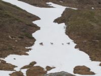 Rangifer tarandus Nordkalottenleden Boarrasacohkka-Pålnostugan-Baktajavri, Torne lappmark, Lappland, Sweden 20150709_0696