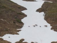 Rangifer tarandus Nordkalottenleden Boarrasacohkka-Pålnostugan-Baktajavri, Torne lappmark, Lappland, Sweden 20150709_0697