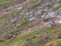 Rangifer tarandus Nordkalottenleden Boarrasacohkka-Pålnostugan-Baktajavri, Torne lappmark, Lappland, Sweden 20150709_0737