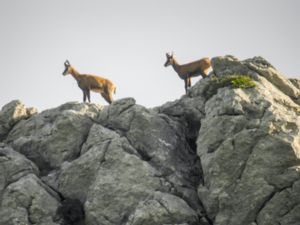 Rupicapra rupicapra - Chamois - Gems