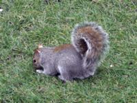 Sciurus carolinensis Hyde Park, London, Great Britain 20060211 037