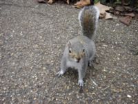 Sciurus carolinensis Hyde Park, London, Great Britain 20060211 055