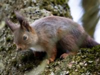 Sciurus vulgaris Almåsa, Malmö, Skåne, Sweden 20210428_0008