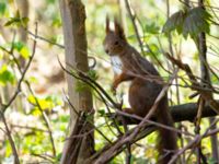 Sciurus vulgaris Hällevik, Simrishamn, Skåne, Sweden 20200415_0126