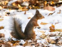 Sciurus vulgaris Slottsparken, Malmö, Skåne, Sweden 20231205_0072