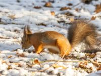 Sciurus vulgaris Slottsparken, Malmö, Skåne, Sweden 20231205_0093