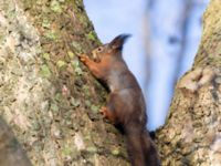 Sciurus vulgaris Slottsparken, Malmö, Skåne, Sweden 20240114_0005