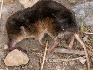 Sorex araneus - Common Shrew - Vanlig näbbmus