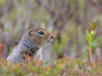 Spermophilus parryii Milepost 13, Denali Highway, Alaska, USA 20140627_0370