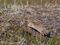 Spermophilus parryii Safety Sound, Nome, Alaska, USA 20140621_0542