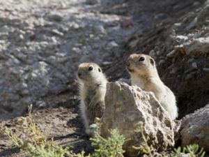 Spermophilus xanthoprymnus - Asia Minor Ground Squirrel - Anatolisk jordekorre