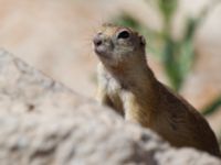 Spermophilus xanthoprymnus Ishak Pasha Palace, Turkey 20120702 353