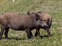 Sus scrofa Näsbyholm, Trelleborg, Skåne, Sweden 20100708 041