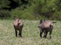 Sus scrofa Näsbyholm, Trelleborg, Skåne, Sweden 20100708 046