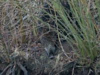 Sus scrofa male Björkelundadammen, Malmö, Skåne, Sweden 20190112B_0003