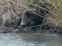 Sus scrofa male Björkelundadammen, Malmö, Skåne, Sweden 20190112B_0014