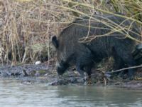 Sus scrofa male Björkelundadammen, Malmö, Skåne, Sweden 20190112B_0023