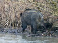 Sus scrofa male Björkelundadammen, Malmö, Skåne, Sweden 20190112B_0026