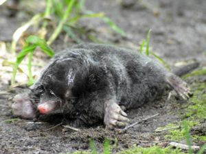 Talpa europaea - European Mole - Mullvad