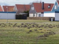 Talpa europaea Husie alkärr, Malmö, Skåne, Sweden 20150322_0003