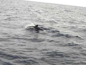 Tursiops truncatus - Common Bottlenose Dolphin - Öresvin