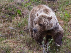 Ursus arctos - Brown Bear - Brunbjörn