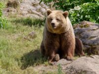 Ursus arctos Skånes djurpark, Höör, Skåne, Sweden 20140609_0059