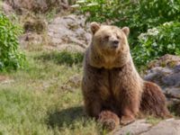 Ursus arctos Skånes djurpark, Höör, Skåne, Sweden 20140609_0063