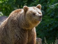 Ursus arctos Skånes djurpark, Höör, Skåne, Sweden 20140609_0068