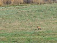 Vulpes vulpes Käglinge hästbacke, Malmö, Skåne, Sweden 20201129_0025