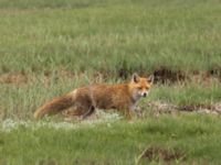 Vulpes vulpes Terekudden, Bunkeflo strandängar, Malmö, Skåne, Sweden 20220522_0006