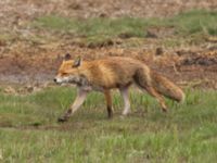 Vulpes vulpes Terekudden, Bunkeflo strandängar, Malmö, Skåne, Sweden 20220522_0011