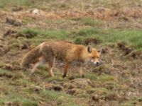 Vulpes vulpes Terekudden, Bunkeflo strandängar, Malmö, Skåne, Sweden 20220522_0018