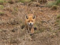 Vulpes vulpes Terekudden, Bunkeflo strandängar, Malmö, Skåne, Sweden 20220522_0024