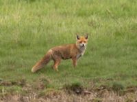 Vulpes vulpes Terekudden, Bunkeflo strandängar, Malmö, Skåne, Sweden 20220522_0027