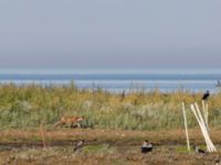 Vulpes vulpes ad Fårhagen, Bunkeflo strandängar, Malmö, Skåne, Sweden 20220813_0054