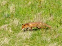 Vulpes vulpes ad female Käglinge hästbacke, Malmö, Skåne, Sweden 20200509_0108