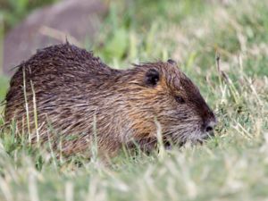 Myocastor coypus - Coypu - Sumpbäver