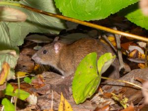 Rattus norvegicus - Brown Rat - Brunråtta