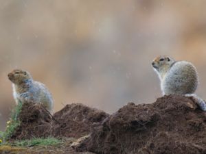 Spermophilus parryii - Arctic Ground Squirrel - Arktisk sisel