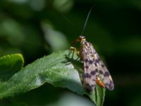 Panorpa vulgaris Toarp, Malmö, Skåne, Sweden 20120730B 141