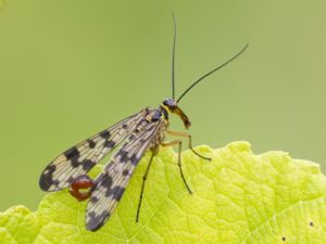 Panorpa vulgaris - Meadow Scorpionfly - Mörkfläckad skorpionslända