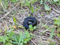 Arion ater Bara, Svedala, Skåne, Sweden 20140805_0047