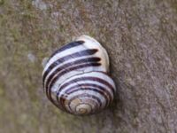 Cepaea hortensis, Sumpskogen Klagshamns udde, Malmö, Skåne, Sweden 20140415_0010