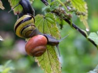 Cepaea nemoralis Almåsa, Malmö, Skåner, Sweden 20150816_0013